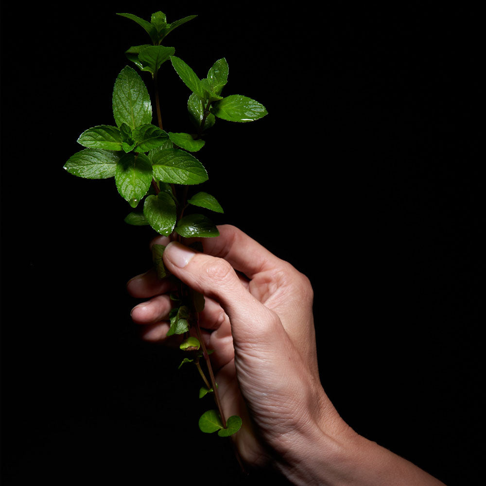 hand holding fresh mint leaves