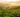 A lush tea garden at golden hour with rolling rows of tea plants and misty mountains in the background