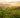 A lush tea garden at golden hour with rolling rows of tea plants and misty mountains in the background